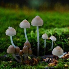 Mycena stipata