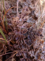 Gingidia enysii enysii