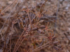 Gingidia enysii enysii