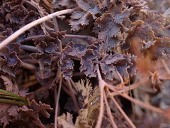 Gingidia enysii enysii