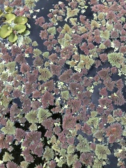 Azolla pinnata