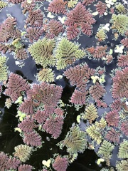 Azolla pinnata