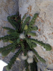 Sonchus novae-zelandiae