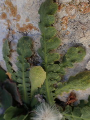 Sonchus novae-zelandiae