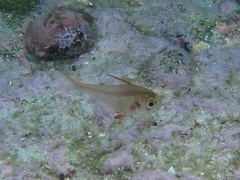 Pempheris compressa