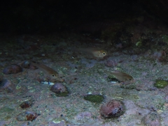 Pempheris compressa