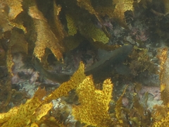 Olisthops cyanomelas