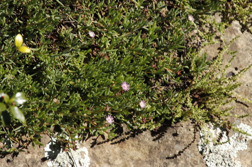 Bumpy Sheepfig (Delosperma carterae)