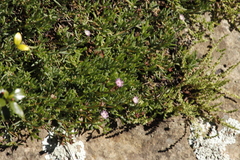 Delosperma carterae