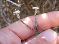 Helichrysum dimorphum