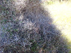 Helichrysum dimorphum