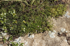 Delosperma carterae