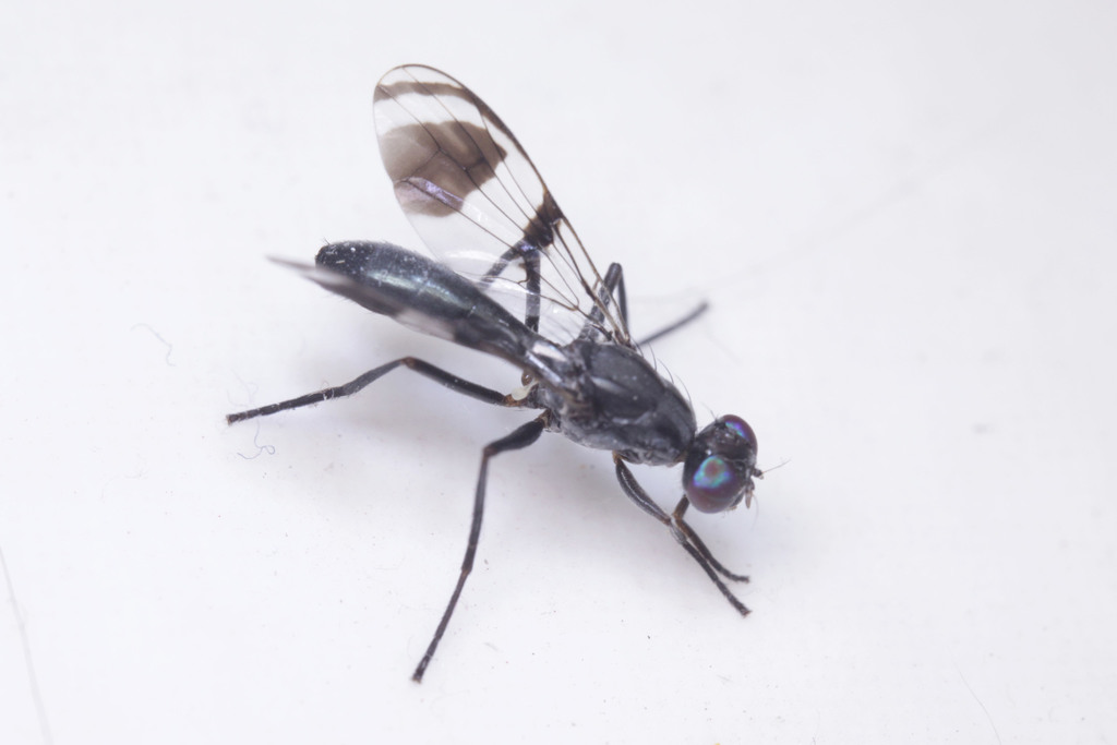 Euphranta macularis