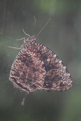 Elymnias nesaea