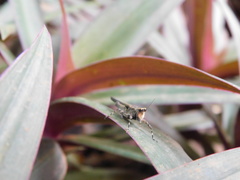 Eucriotettix oculatus