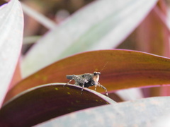 Eucriotettix oculatus