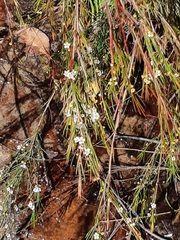 Baeckea linifolia