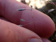 Poa acicularifolia