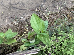 Saururus chinensis