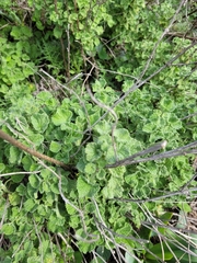 Pseudodictamnus undulatus