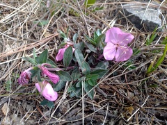 Oenothera deserticola