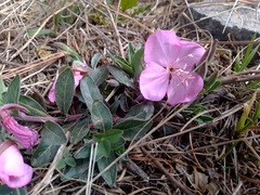 Oenothera deserticola