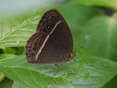 Mycalesis horsfieldi