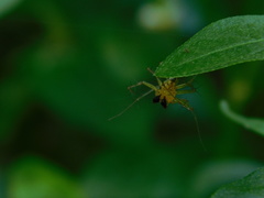 Oxyopes javanus