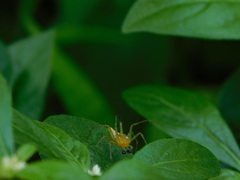 Oxyopes javanus