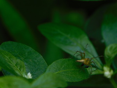 Oxyopes javanus