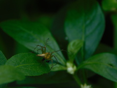 Oxyopes javanus