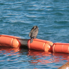 Phalacrocorax capillatus