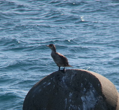 Phalacrocorax capillatus