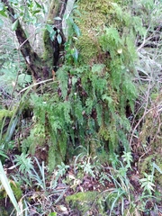 Hymenophyllum pulcherrimum image