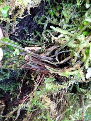 Hymenophyllum pulcherrimum image