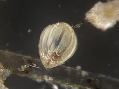 Ellipsolagenidae
