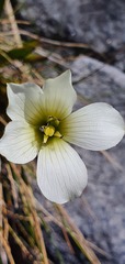 Gentianella montana