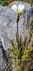 Gentianella montana