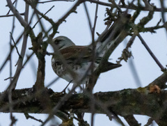 Turdus pilaris