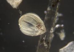 Ellipsolagenidae