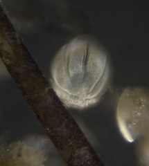 Ellipsolagenidae