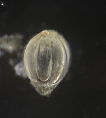 Ellipsolagenidae