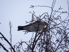 Turdus pilaris
