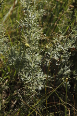 Artemisia afra
