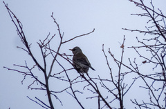 Turdus pilaris