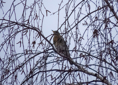 Turdus pilaris
