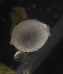 Lagena spiratiformis