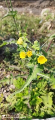 Sonchus asper