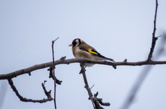Carduelis carduelis
