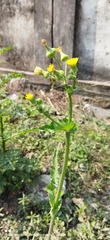 Sonchus asper